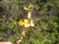 Crotalaria incana