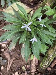 Hippobroma longiflora