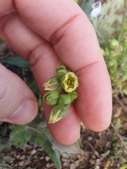 Emmenanthe penduliflora