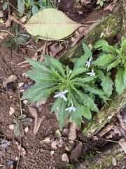 Hippobroma longiflora