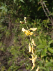 Crotalaria incana