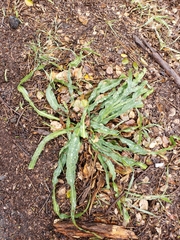 Chlorogalum pomeridianum