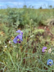 Swainsona campylantha