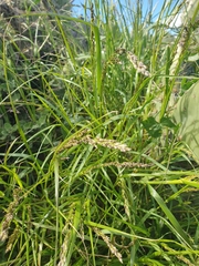 Melica imperfecta