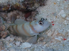 Amblyeleotris steinitzi