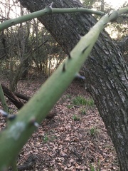 Smilax smallii