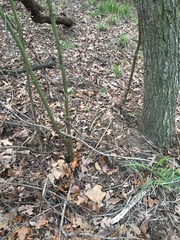 Smilax smallii