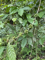 Coffea