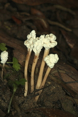 Cordyceps sinclairii