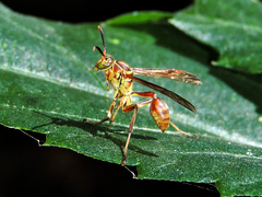 Mischocyttarus angulatus