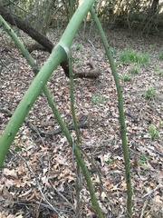 Smilax smallii