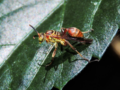 Mischocyttarus angulatus