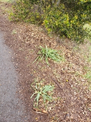 Chlorogalum pomeridianum