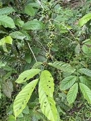 Coffea