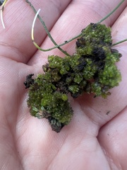 Geothallus tuberosus