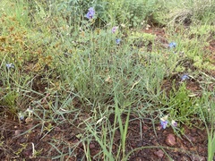 Swainsona campylantha