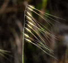 Loudetiopsis chrysothrix