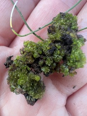 Geothallus tuberosus