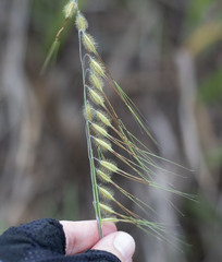 Loudetiopsis chrysothrix