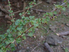 Ribes divaricatum