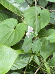 Asystasia intrusa