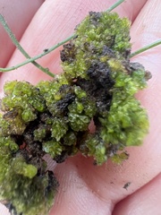 Geothallus tuberosus