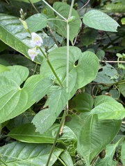 Asystasia intrusa
