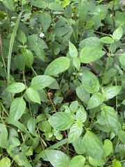 Asystasia intrusa