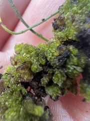 Geothallus tuberosus