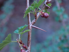 Ribes divaricatum