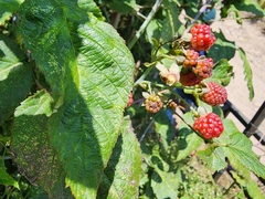 Rubus glaucus