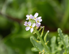 Cakile maritima