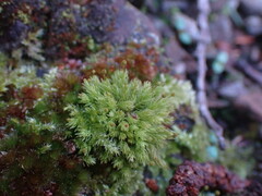 Aulacomnium androgynum