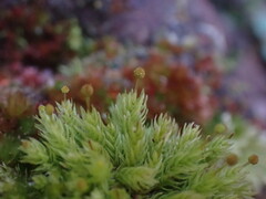 Aulacomnium androgynum