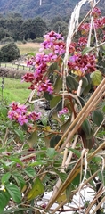 Dichaetanthera