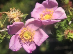 Rosa minutifolia
