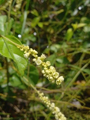 Varronia schomburgkii