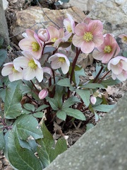 Helleborus orientalis
