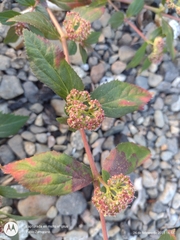 Euphorbia ophthalmica