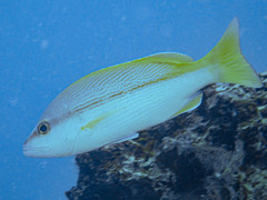 Lutjanus vitta