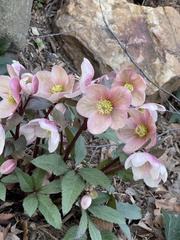 Helleborus orientalis