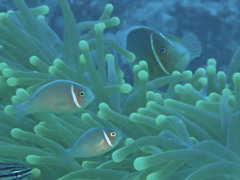 Amphiprion perideraion