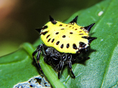 Gasteracantha cancriformis