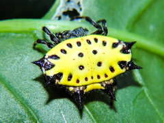 Gasteracantha cancriformis