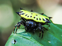 Gasteracantha cancriformis