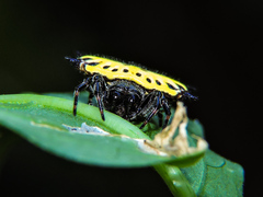Gasteracantha cancriformis