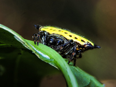Gasteracantha cancriformis