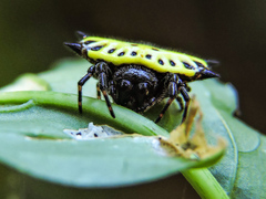 Gasteracantha cancriformis