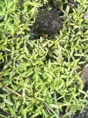 Callitriche marginata