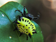 Gasteracantha cancriformis